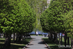 Цветущие деревья в городе. Екатеринбург, весна, цветущие деревья