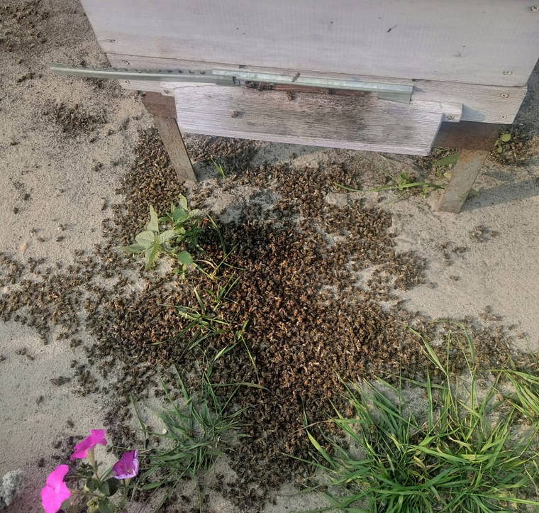 В Шадринском районе погибли пчелы