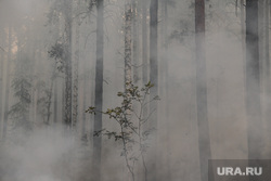 Лесной пожар на озере Глухое. Свердловская область, дым, последствия пожара, лес в дыму