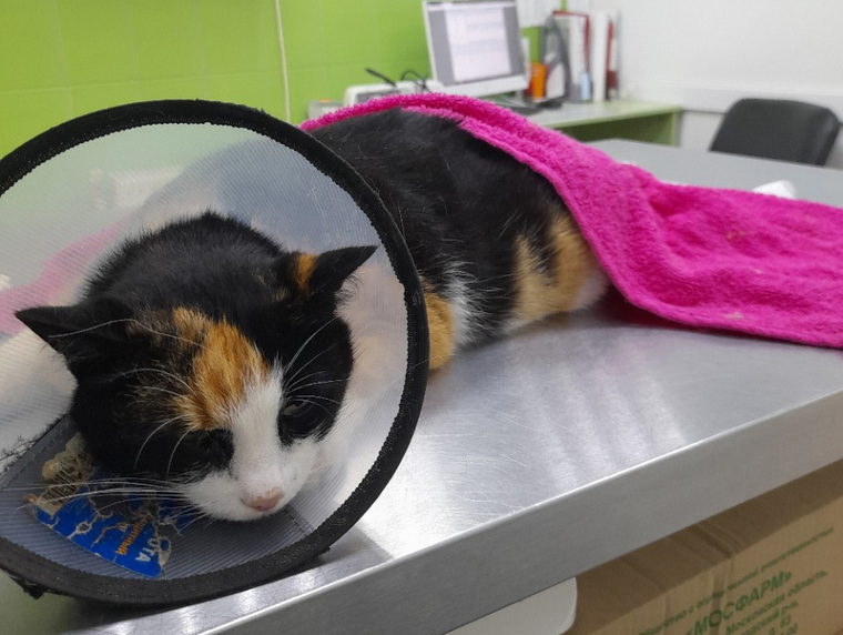 Кошке Маше, пострадавшей от рук живодеров, предстоит операция