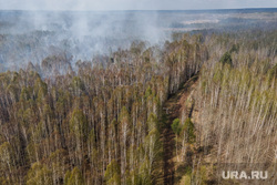 Тушение торфяного пожара возле поселка Безречный. Свердловская область, Березовский, лес, лесной массив, лес в дыму