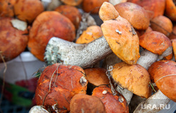 Грибы. Тюмень, грибы, продажа грибов, белые грибы