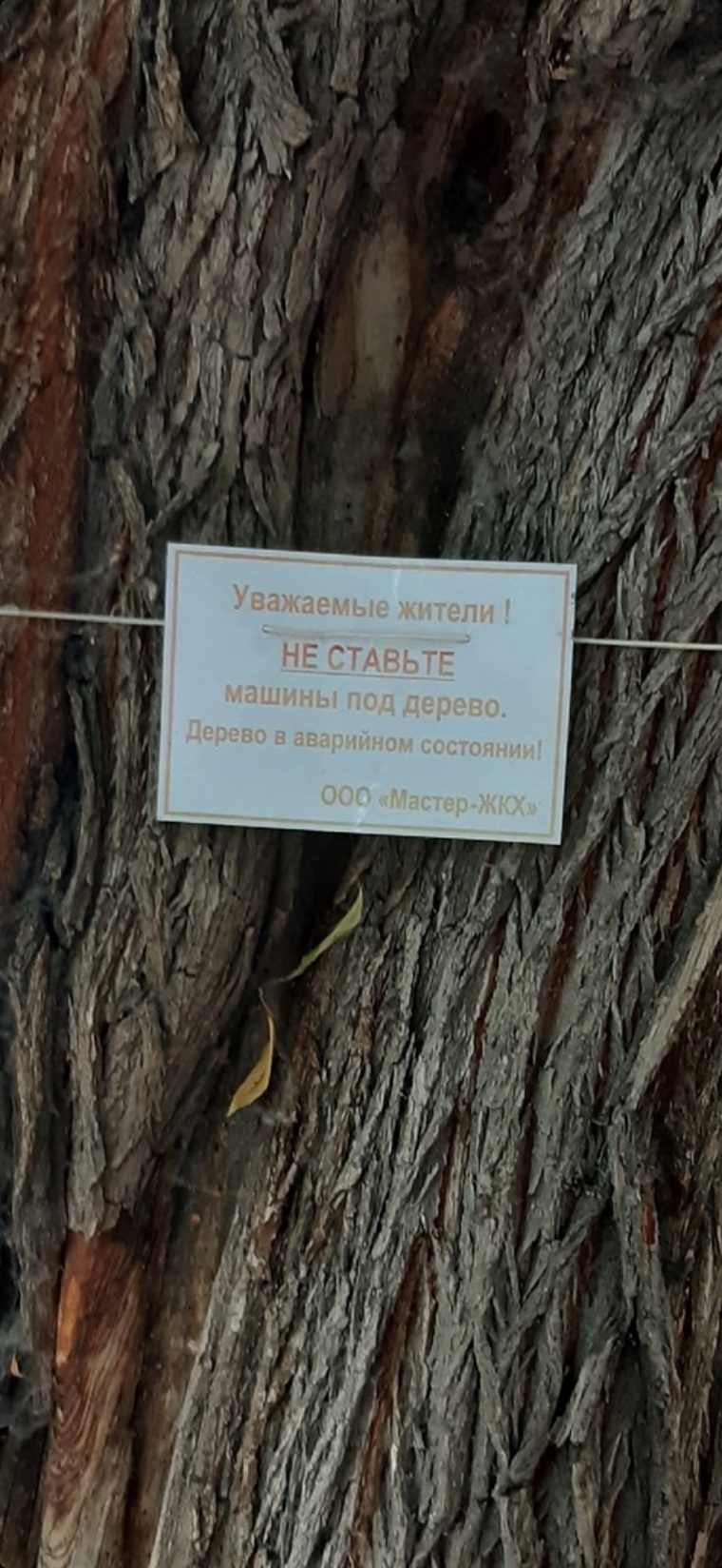 Еще одно дерево на Шота Руставели полгода стоит с предупреждающей табличкой