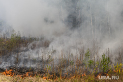 Пожар под Рефтинским. Свердловская область, лесной пожар, пал, горящая трава