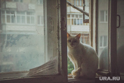 Чебаркуль. Челябинская область , кошка, бездомные животные, окно