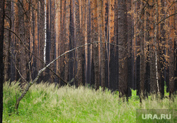 Поселки Джабык и Запасное. Челябинская область, сгоревший лес, последствия пожара