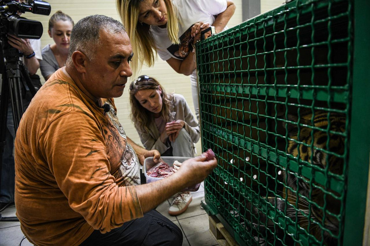 Ветеринар Карен Даллакян не в первый раз помогает в транспортировке диких животных