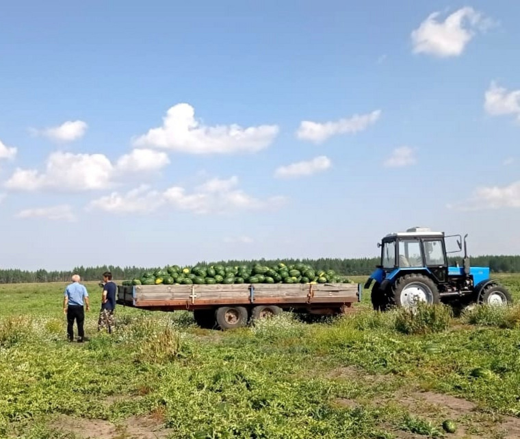 В Целинном округе Курганской области аграрии собирают свежий урожай арбузов
