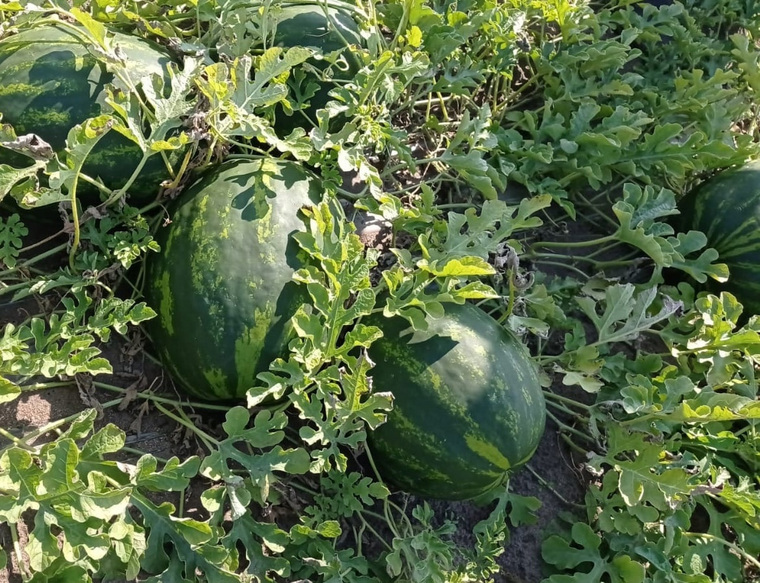 Курганские аграрии показали урожай местных арбузов