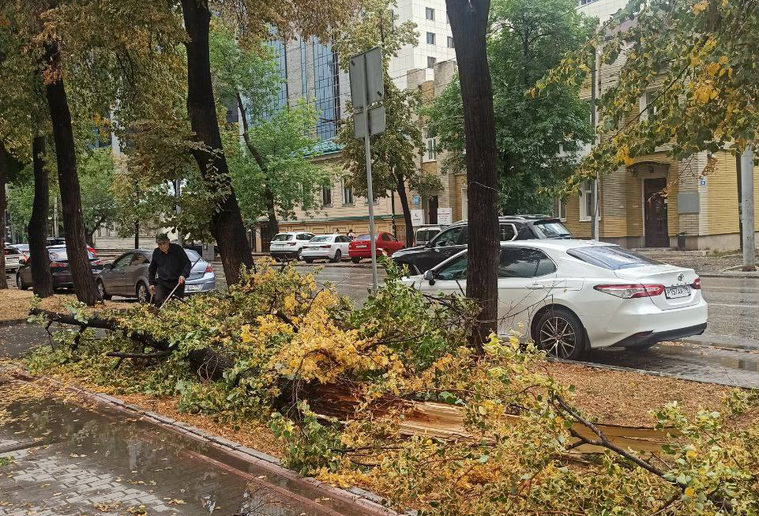 На Розы Люксембург обломалось дерево после шторма