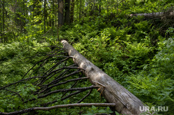 Памятник природы Усвиньские столбы. Пермь, лес, лето, бурелом, природа, заблудился