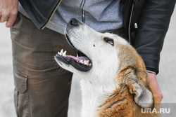Виды Свердловской области, собака, пес