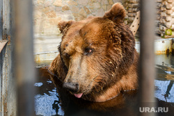 Челябинский зоопарк. Челябинск, малыш, жара, бассейн, лето, зной, бурый медведь