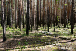 Лес. Тюмень, сосны, лес, лето, сосновый бор, природа