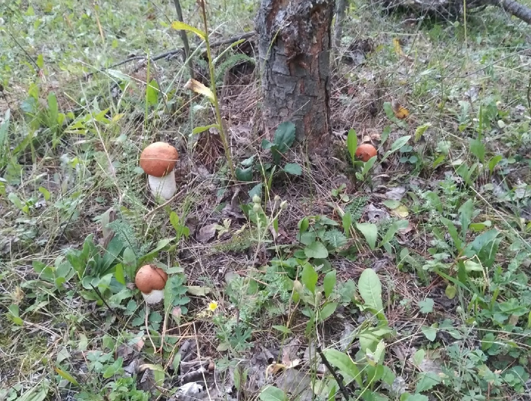 По словам местных жителей, грибы в лесах Тобольского района растут «буквально под каждым вторым деревом»