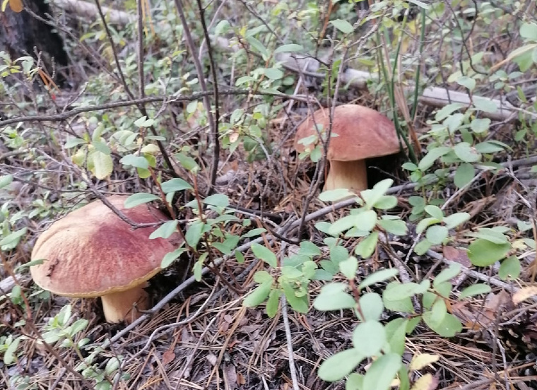Жители Тобольского района рассказали о небывалом урожае грибов