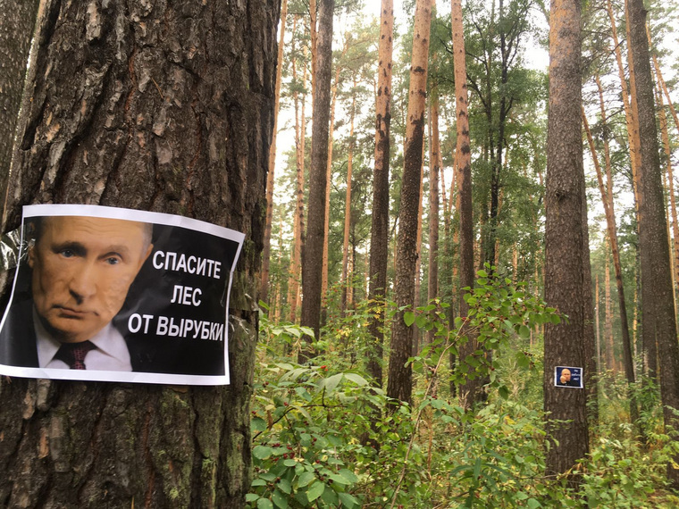 Защитники леса взывают к президенту Путину о помощи