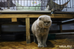Приют животных. Екатеринбург, кошка, кот, питомец, приют животных