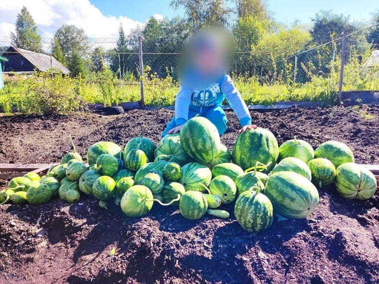 Фото урожаем пермяк поделился в соцсетях