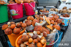 Грибы. Тюмень, грибы, продажа грибов, белые грибы
