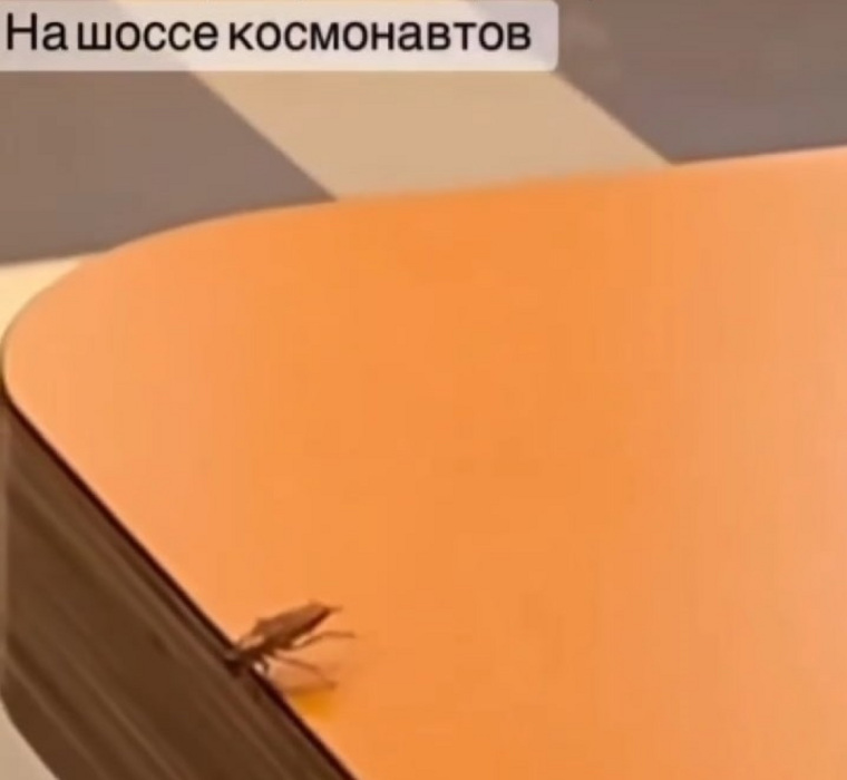 Далее автор видео приближает камеру к таракану: он перебирает лапками по столу