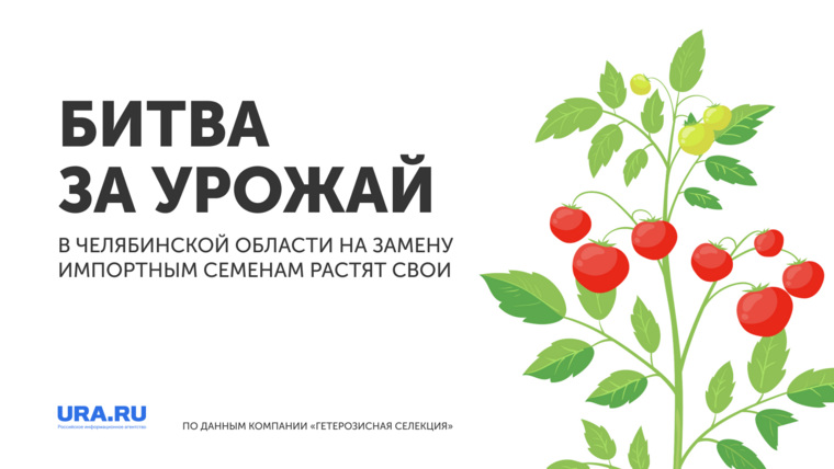 Выведение отечественных сортов снизит зависимость сельского хозяйства от импортных семян