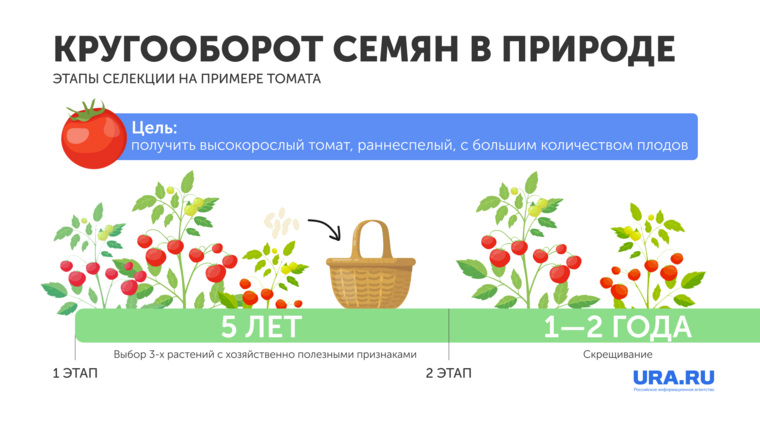 Процесс селекции занимает несколько этапов
