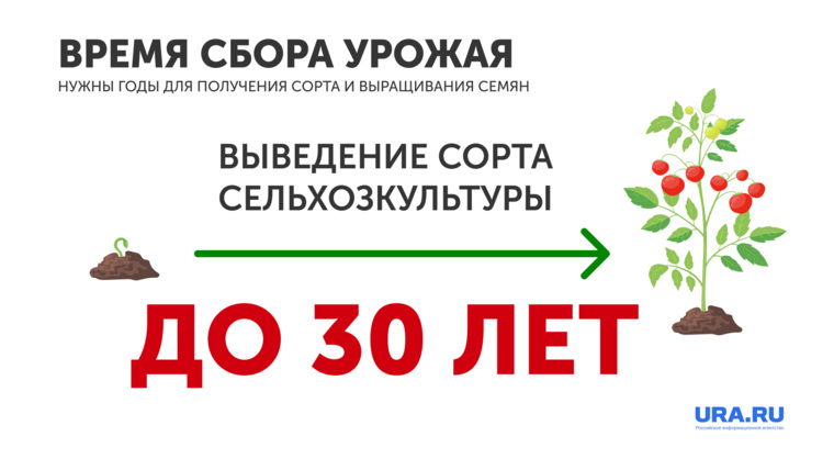 После получения сорта необходимо вырастить семенной материал