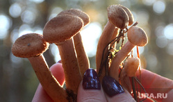 Осенняя природа, разное Курган, грибы, опята