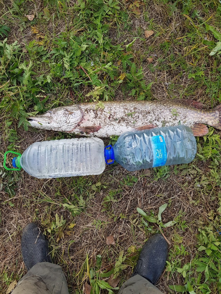 Тюменец поймал метровую рыбу