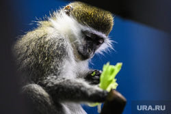 На Украине подтвердили первый случай оспы обезьян