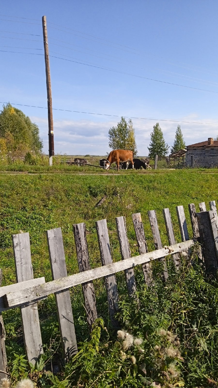 Животные вытаптывают траву на чужих участках
