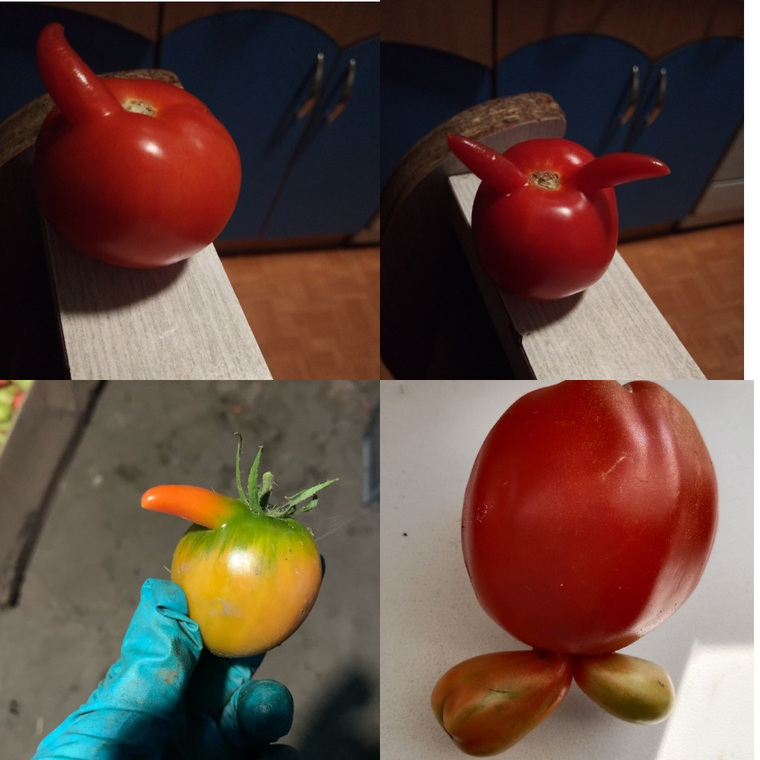 В Сафакулевском районе выросли помидоры с рожками