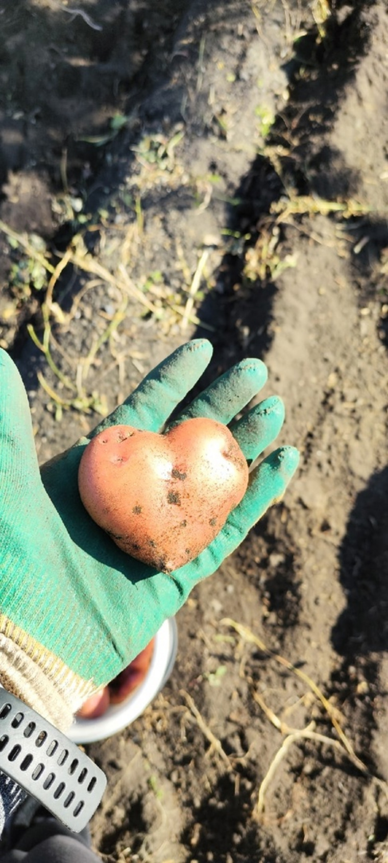 Курганцы делятся снимками картофеля в форме сердца