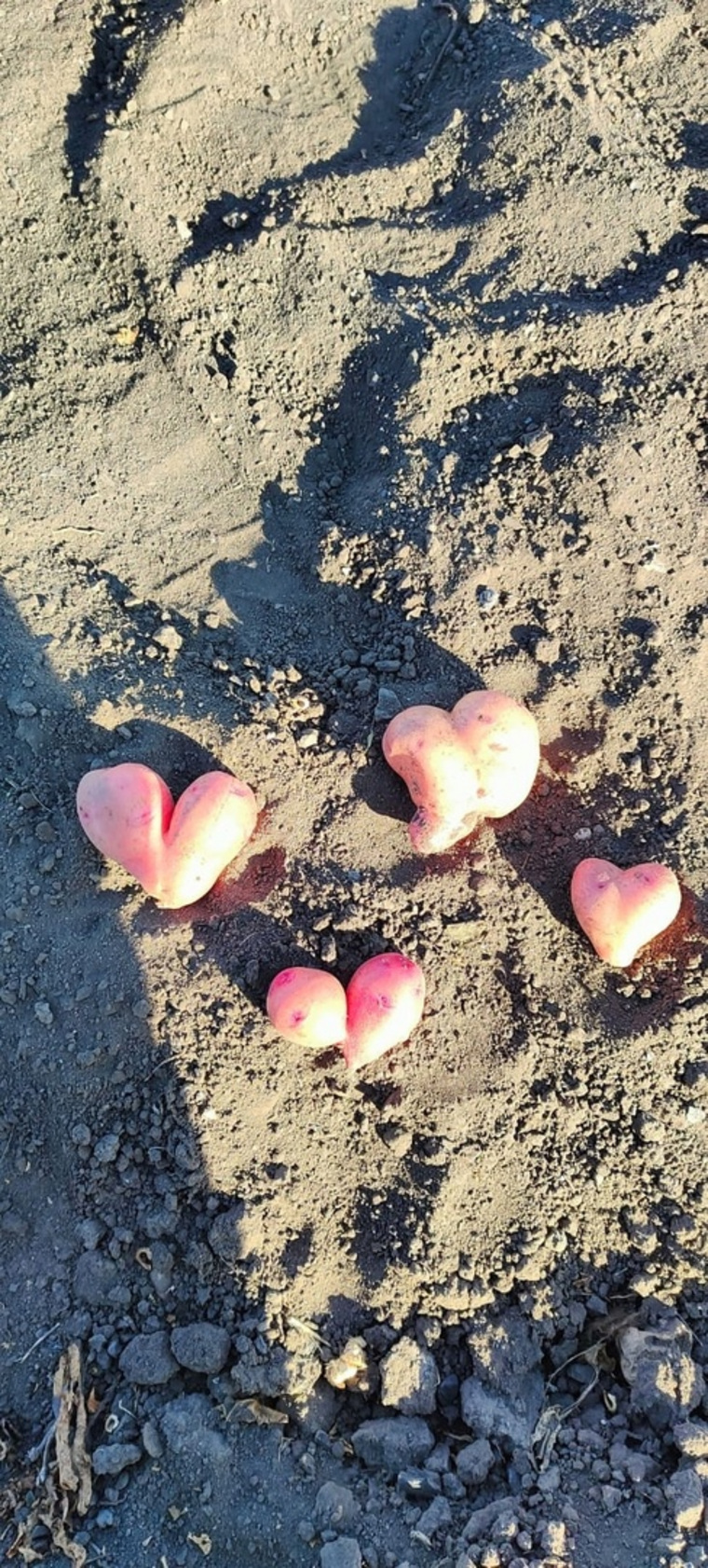 Также курганцы публикуют урожай мелкой картошки в форме сердца