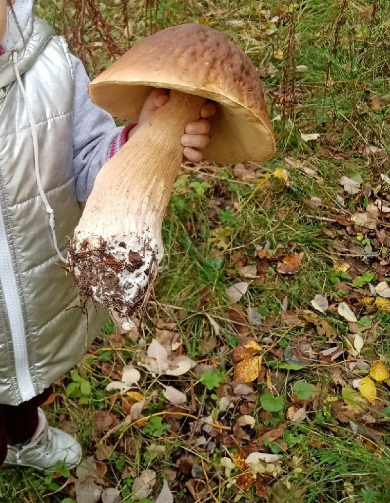 Размер гриба действительно впечатляет