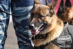 Международный военно-технический форум «Армия-2022». Екатеринбург, собаки, кинологи, кинологическая служба, полицейская собака, служебные собаки, овчарка