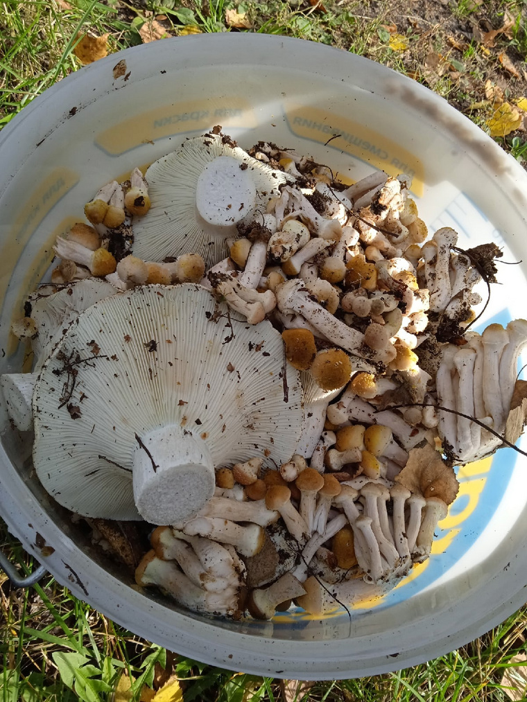 Такие грибы собрали в Красноармейском районе