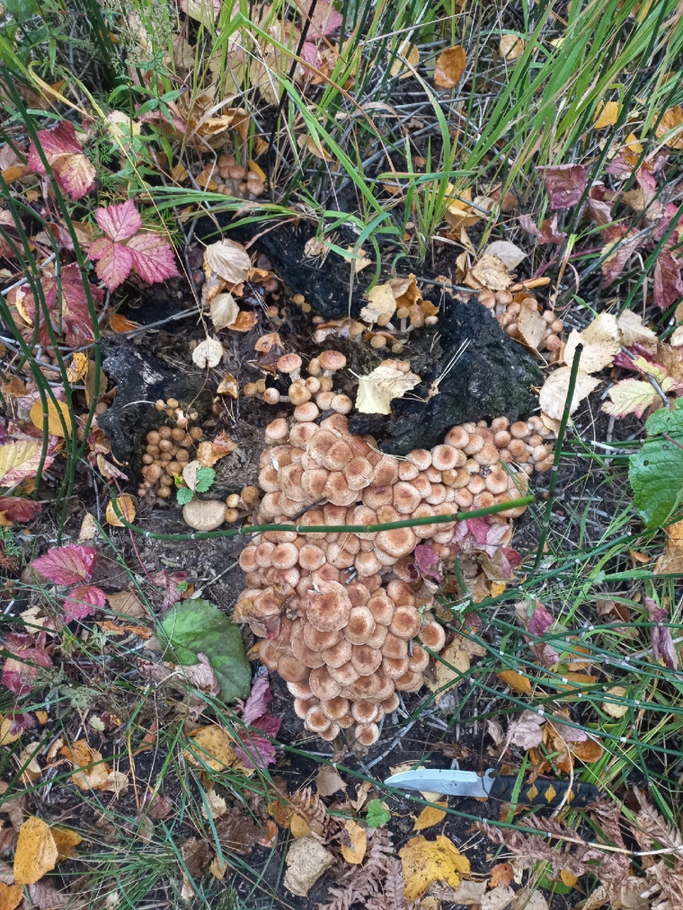 Эти грибы можно встретить как в начале апреля, так и в начале ноября