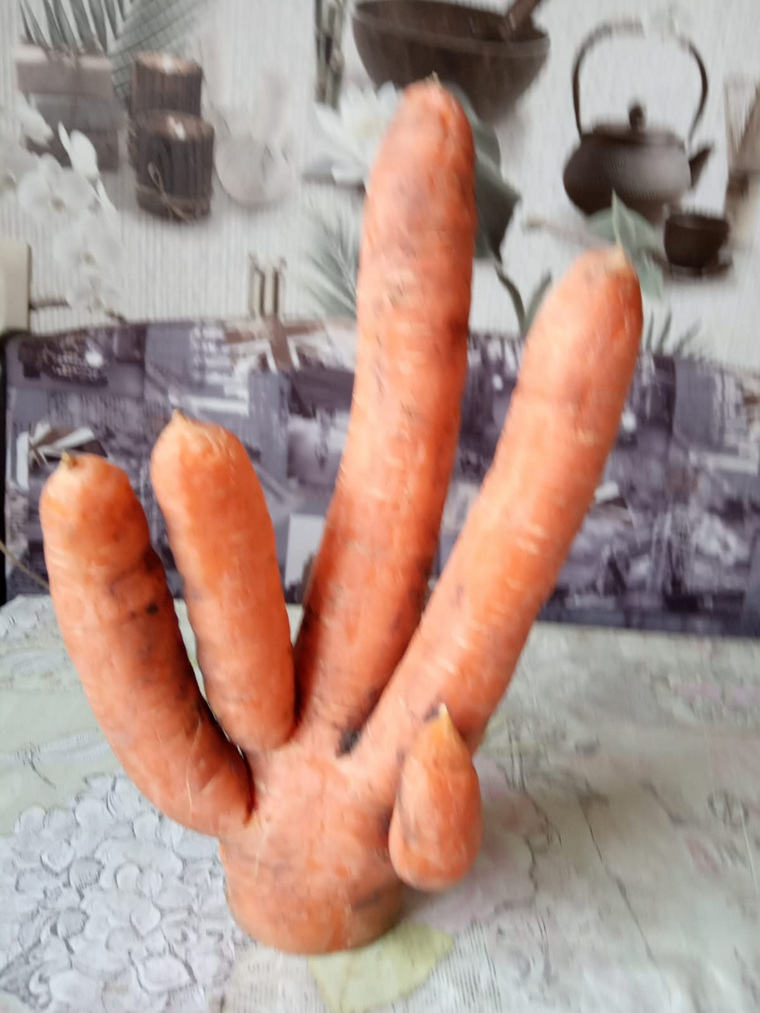 Жительница Кургана опубликовала фотографию необычной моркови