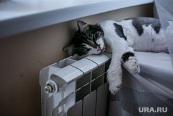 Клипарт по теме "Отопление". Москва, батарея, кот, тепло, радиатор, отопление, котик