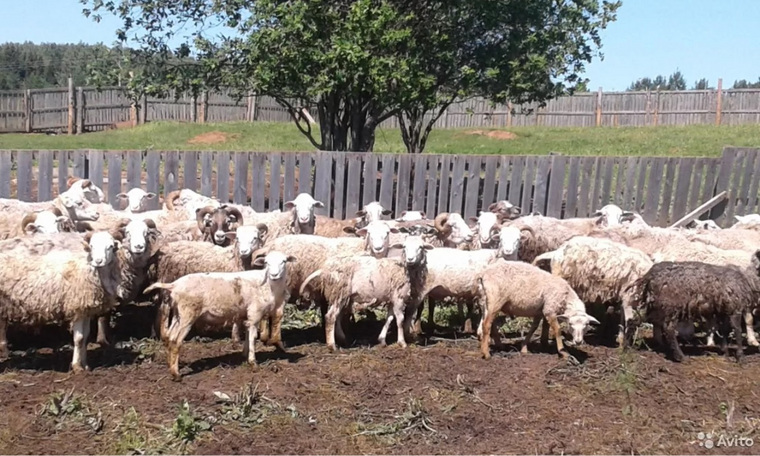 Ферма со стадом животных выставлена на продажу на сайте «Авито»