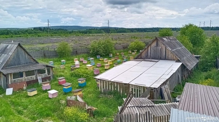 Пасека насчитывает 80 ульев с пчелиными семьями