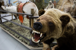 Визит сирийской делегации из провинции Хомс в город Сургут, медведь, животное, медвежья пасть, чучело медведя