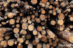 Незаконная вырубка леса. Свердловская область, поселок Рассоха, деревья, лес, вырубка леса, лесозаготовка, вырубка деревьев