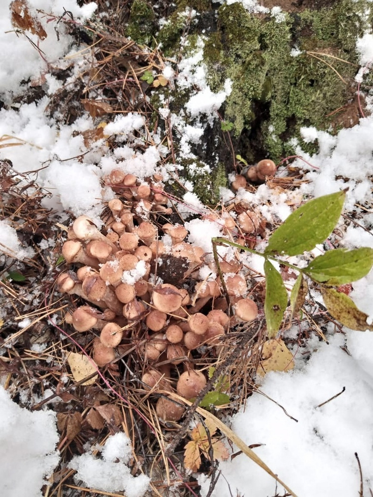 Некоторые грибы обильно припорошены снегом