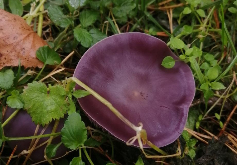 За счет яркого цвета шляпки гриб хорошо заметен в траве