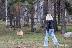 Юго-западный район. Екатеринбург, собака, прогулка, парк, питомец, выгул