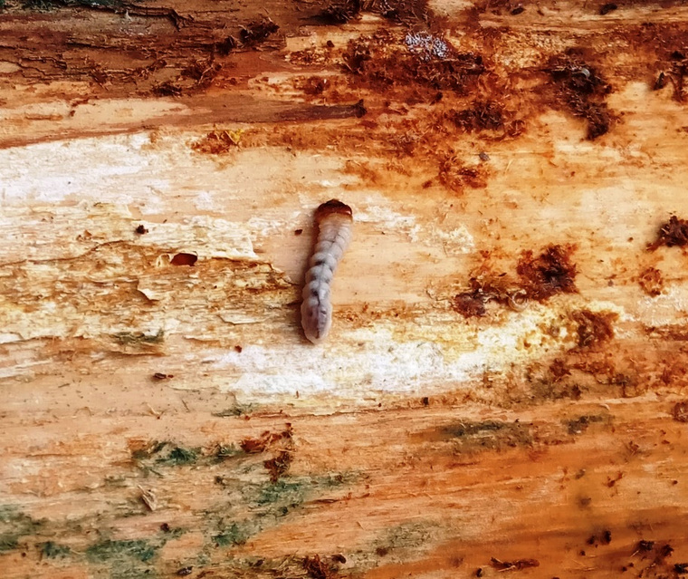 На древесине оказалось много личинок жуков-усачей