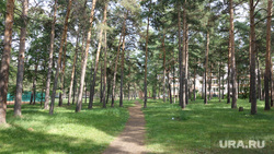 Клипарт. Челябинск, деревья, парк, лиственницы